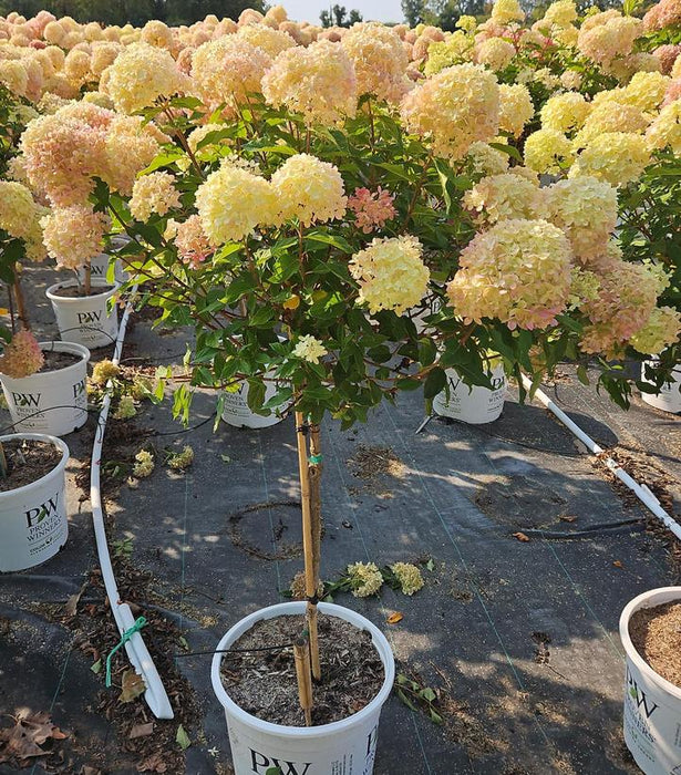 Little Lime® Panicle Hydrangea