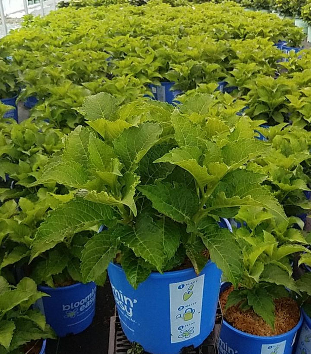 Frill Ride Bigleaf Hydrangea