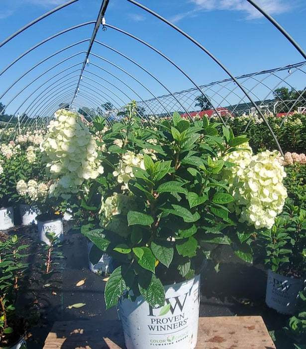 Tiny Quick Fire® Panicle Hydrangea