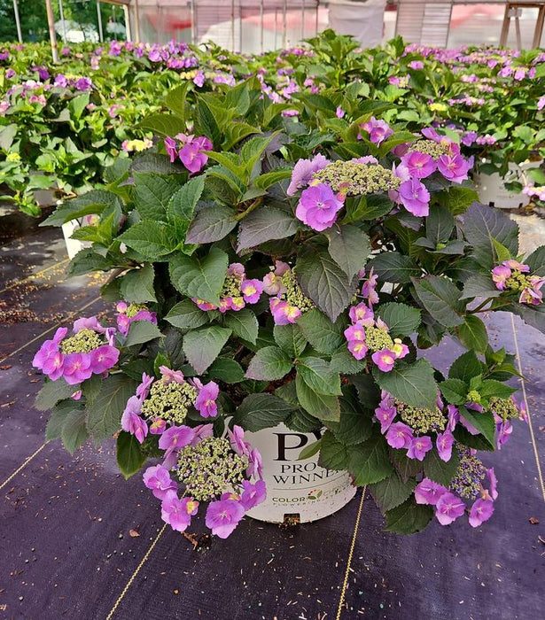 Tiny Tuff Stuff™ Hydrangea
