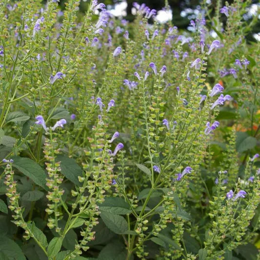 Prairie Snow Hoary Skullcap