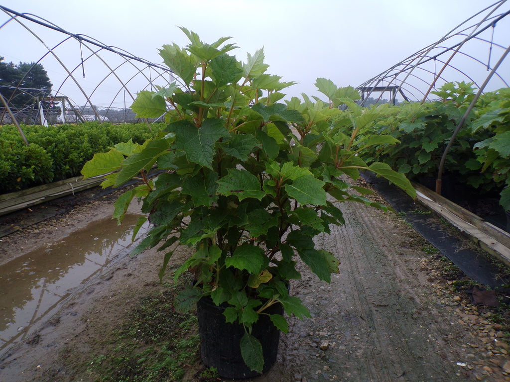 Alice Oakleaf Hydrangea