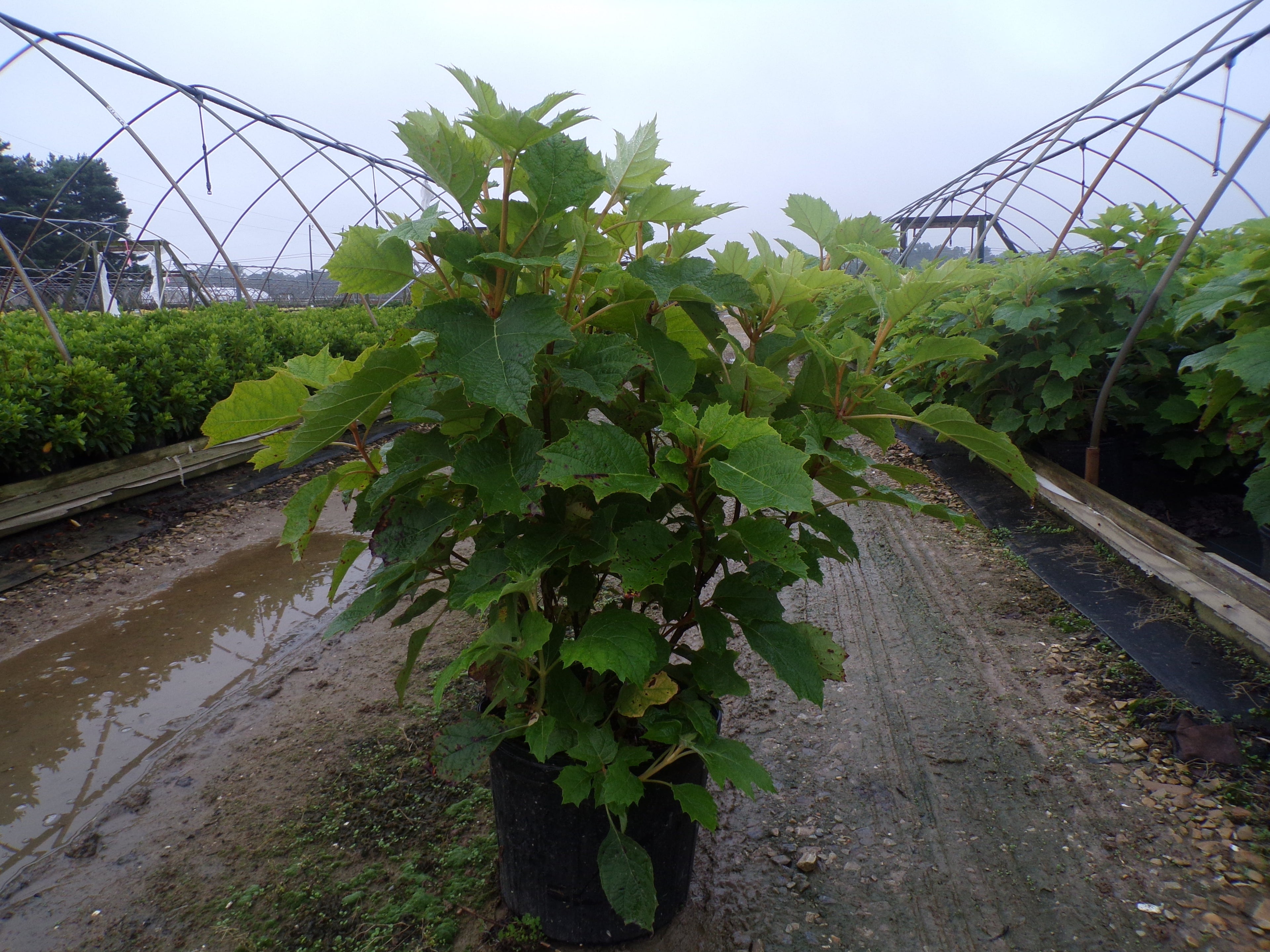 Alice Oakleaf Hydrangea