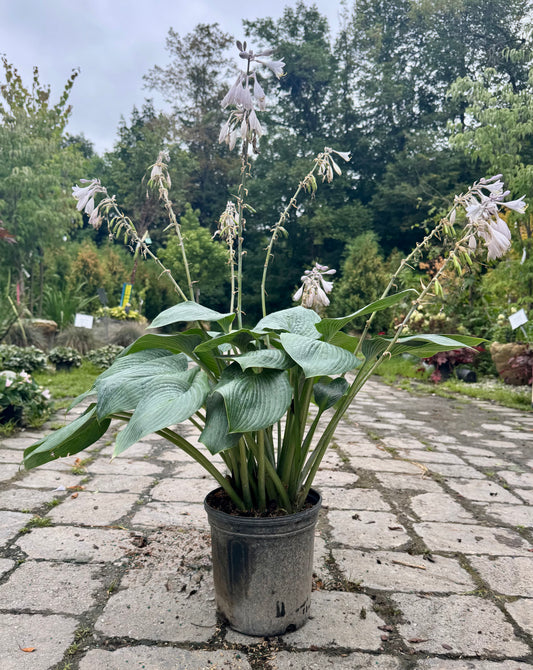 Halcyon Hosta