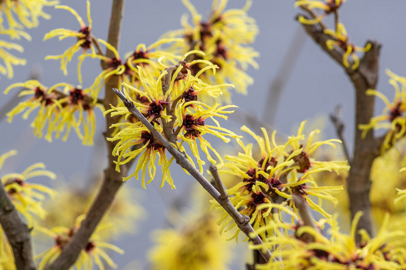 Arnold's Promise Witch Hazel