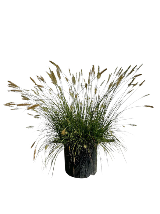 Hameln Dwarf Fountain Grass