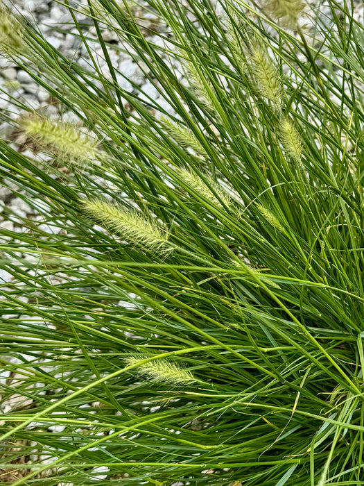 Hameln Dwarf Fountain Grass