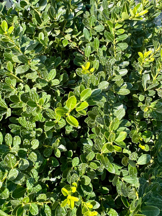 Helleri Japanese Holly