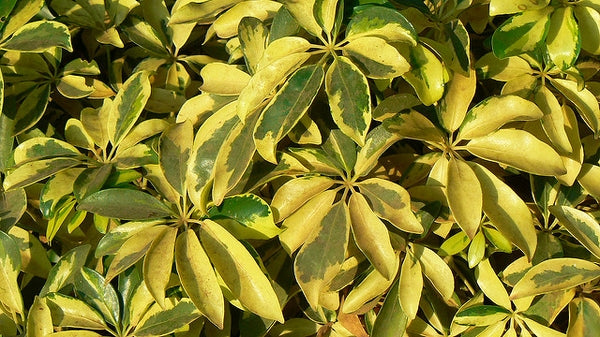 Dwarf Variegated Umbrella Plant