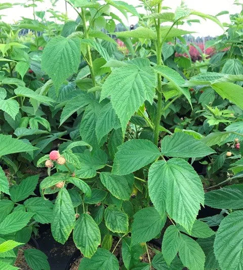 Heritage Raspberry Bush