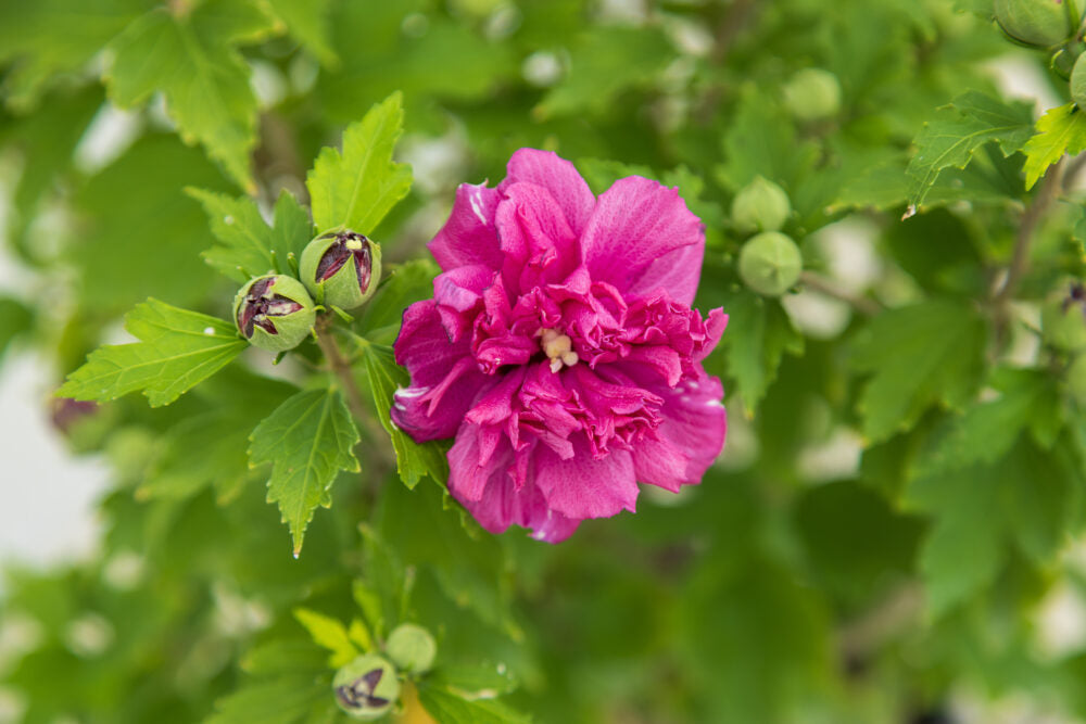 French Cabaret Red Rose of Sharon