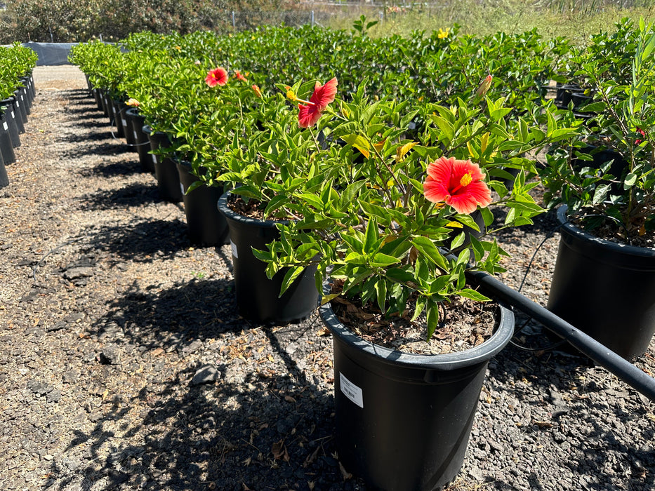 Santana Tropical Hibiscus