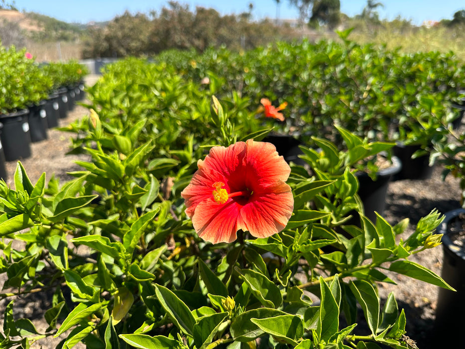 Santana Tropical Hibiscus