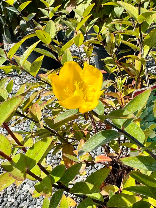 Hidcote St. John's Wort