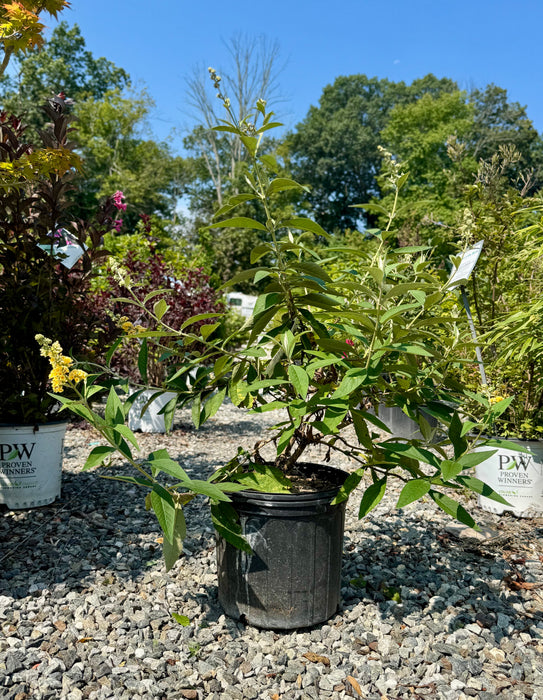 Honeycomb Butterfly Bush