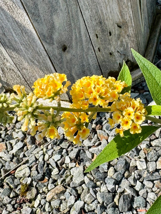 Honeycomb Butterfly Bush