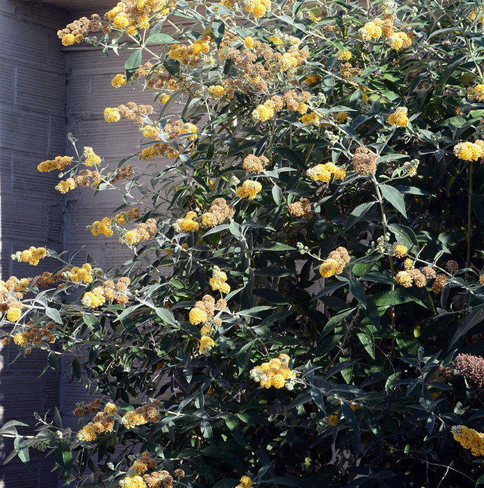 Honeycomb Butterfly Bush