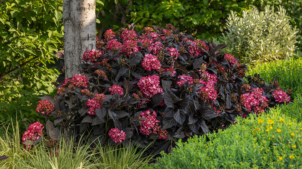 Eclipse® Bigleaf Hydrangea