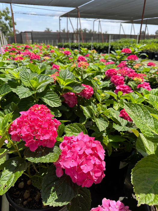 Rosa Supreme Bigleaf Hydrangea