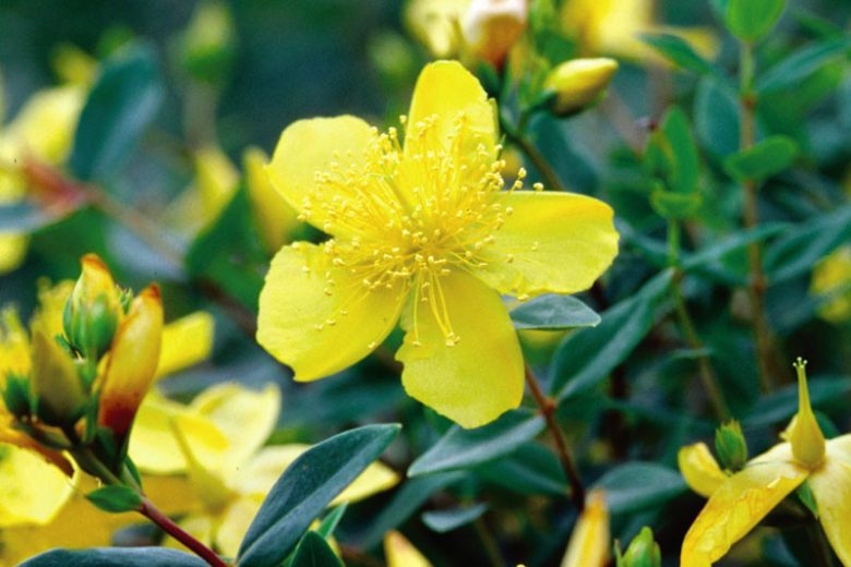 Sunburst St. John's Wort