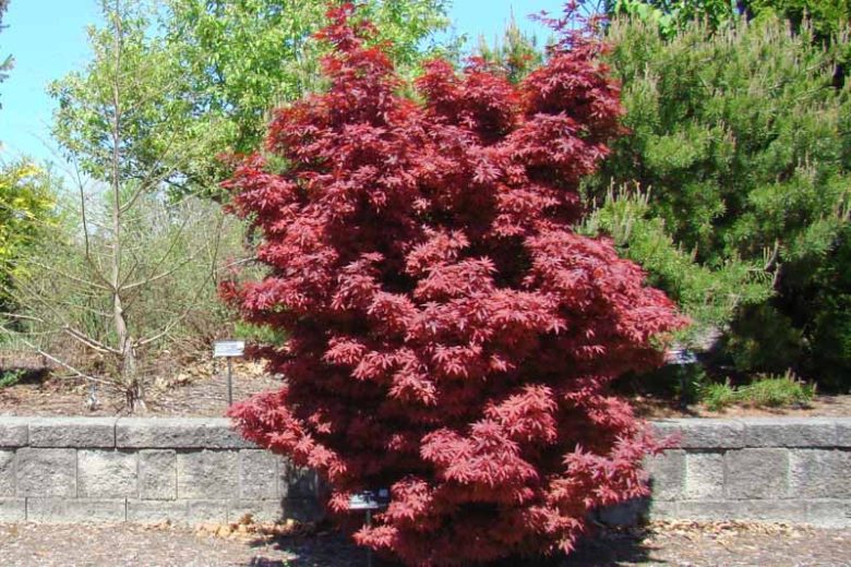 Twombly's Red Sentinel Japanese Maple