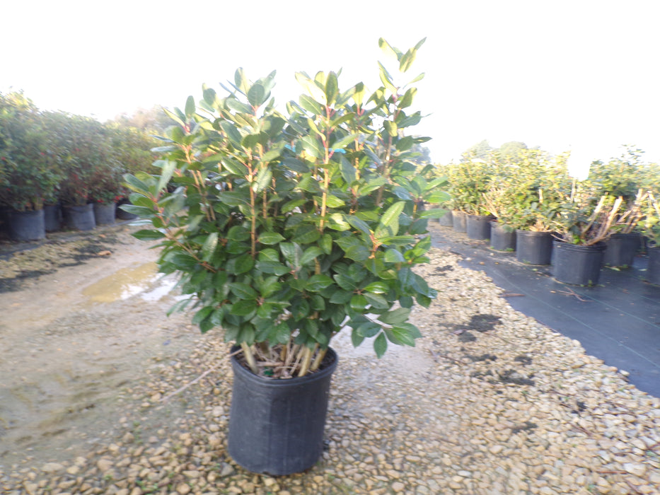 Afterglow Winterberry