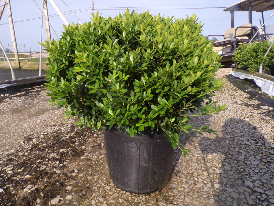 Hoogendorn Holly