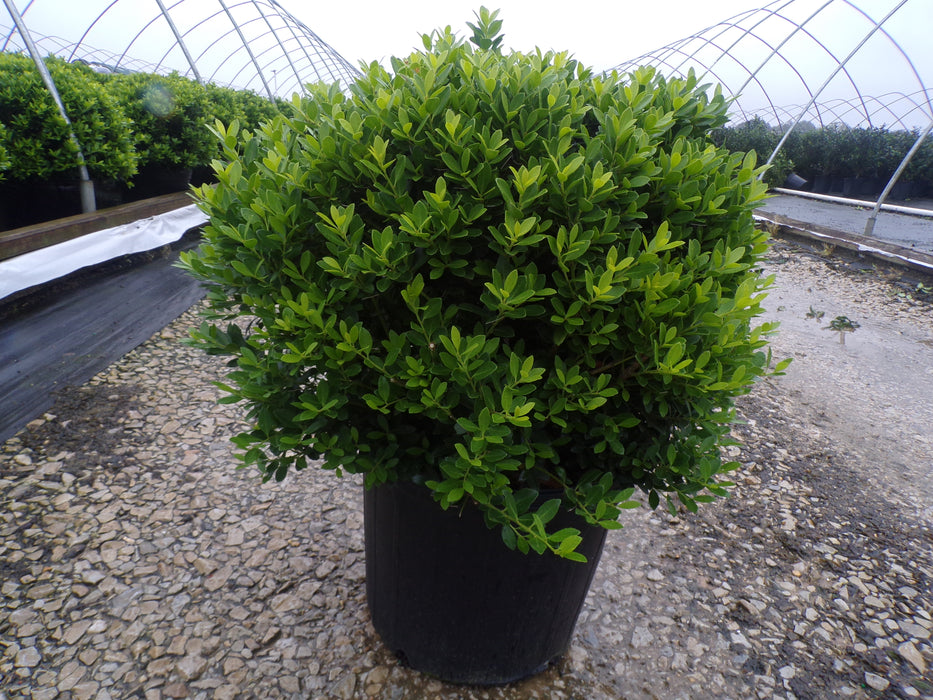 Hoogendorn Holly