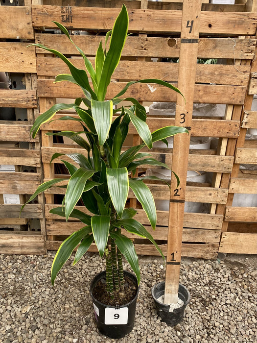 Dracaena Carmen