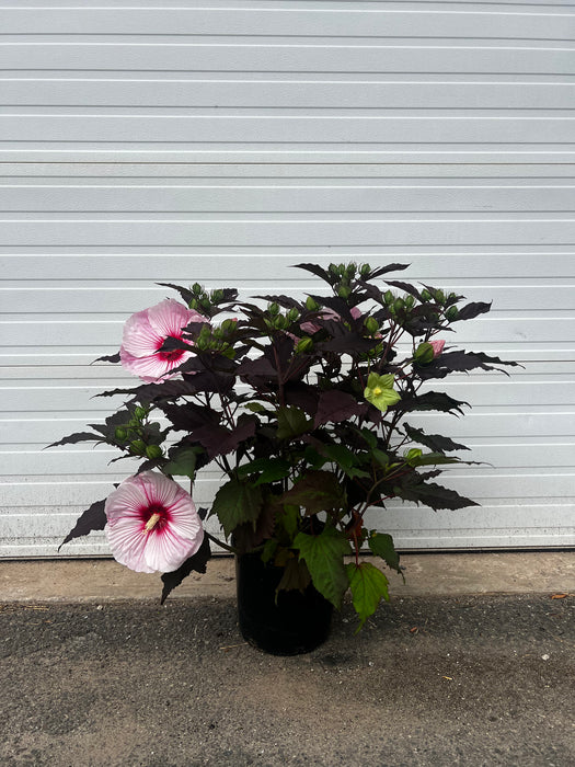 Starry Starry Night Rose Mallow (Hibiscus)