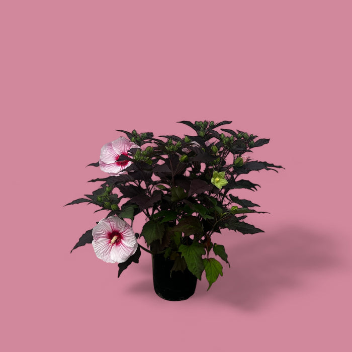 Starry Starry Night Rose Mallow (Hibiscus)