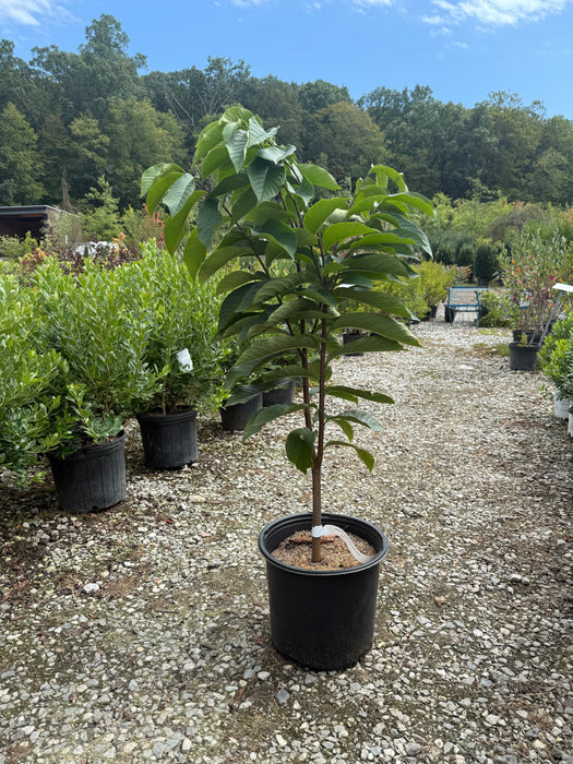 PawPaw Tree