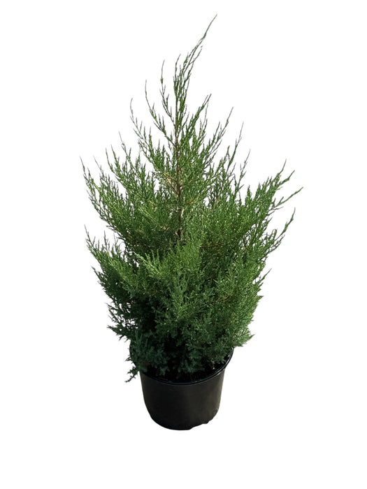 Eastern Red Cedar
