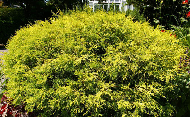 Gold Mop Cypress