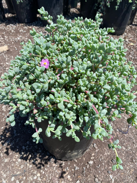 Pink Ice Plant