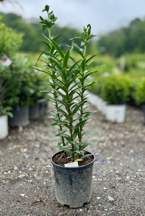 Kaveri Oriental Lily