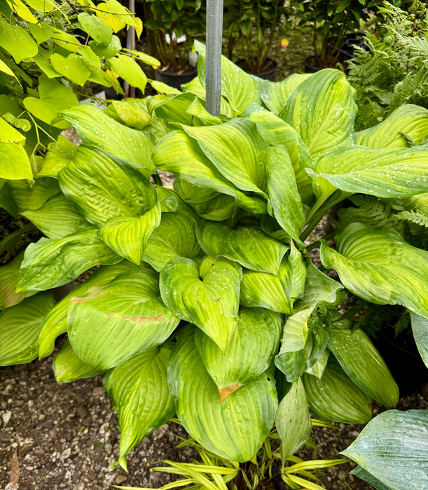 Guacamole Hosta