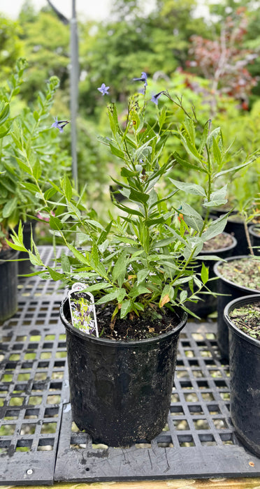 Amsonia Blue Ice (Blue Star)