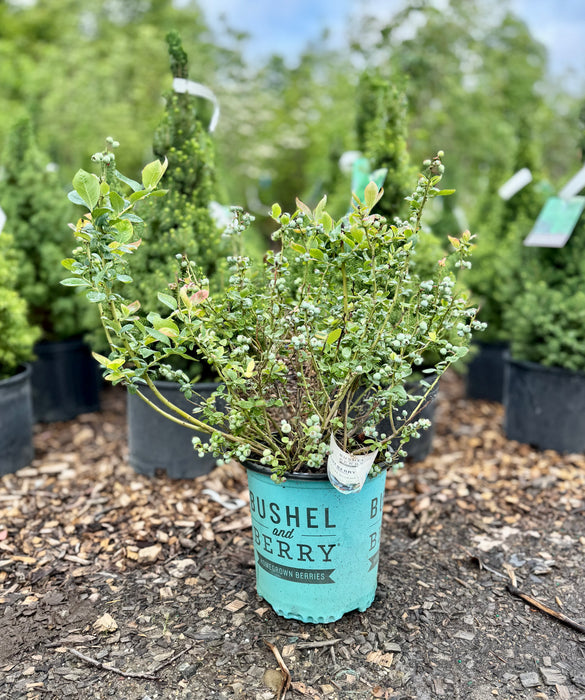Peach Sorbet® Blueberry Bush