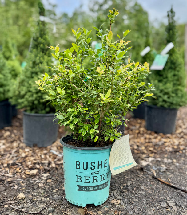 Perpetua® Blueberry Bush