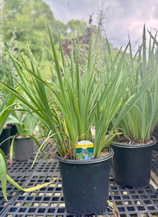 Cape Cod Boys Iris