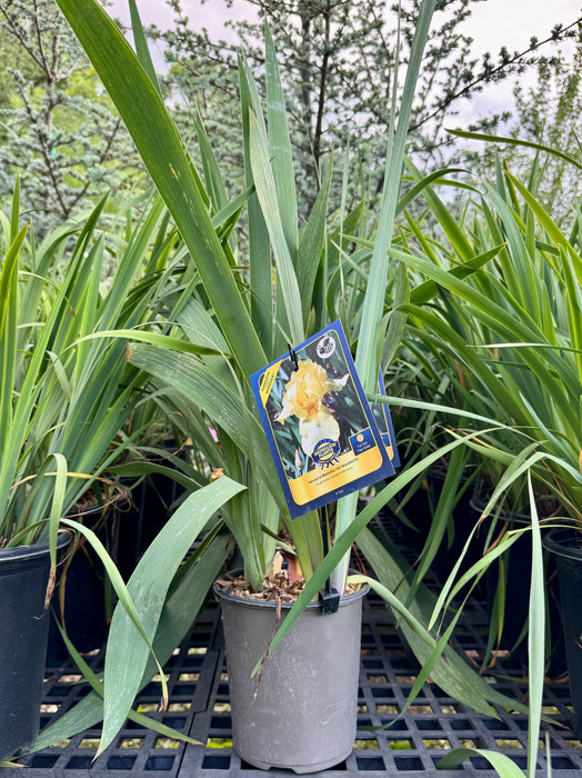 Harvest of Memories Tall Bearded Iris