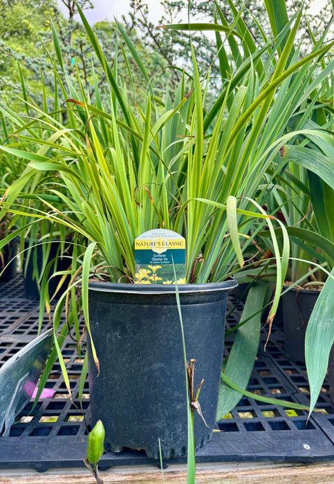 Sunfisher Iris