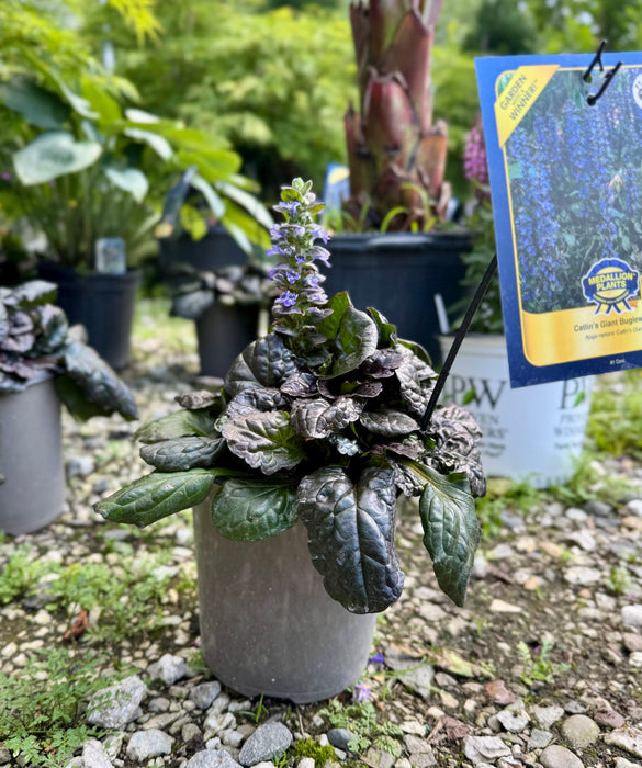 Catlin's Giant Bugleweed