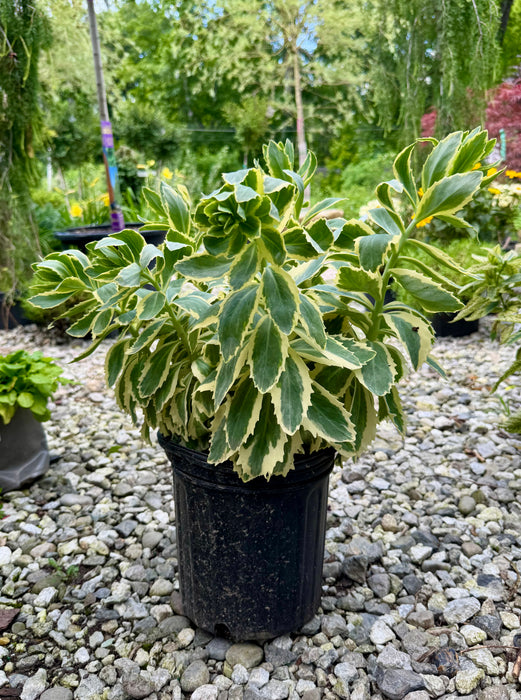 Frosted Fire Stonecrop