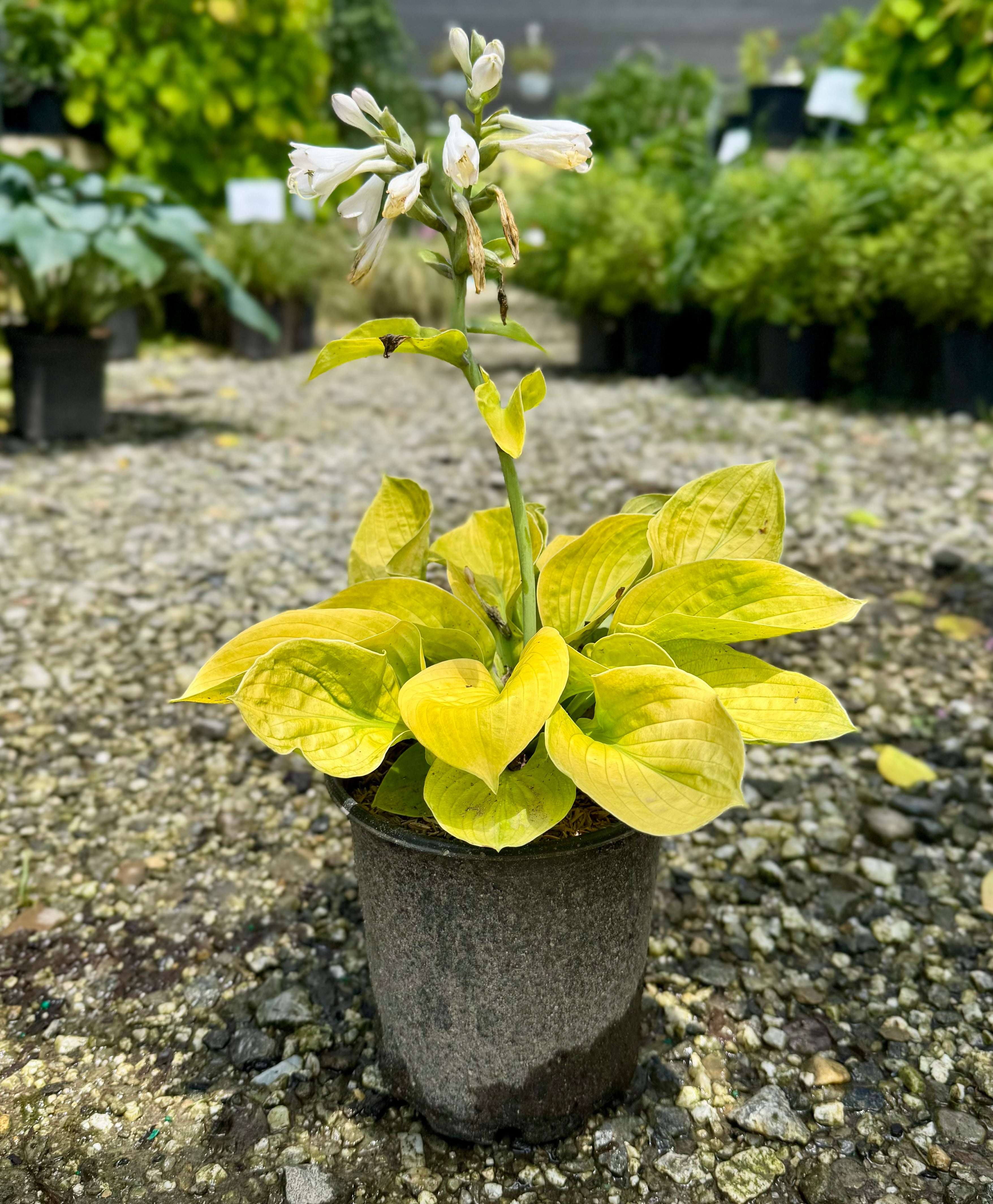 Maui Buttercups Hosta
