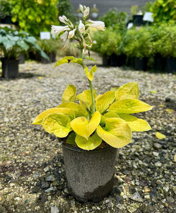 Maui Buttercups Hosta