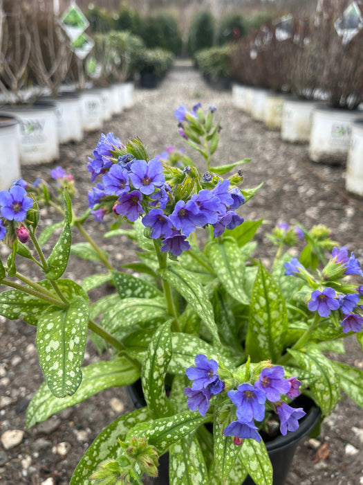 Trevi Fountain Lungwort
