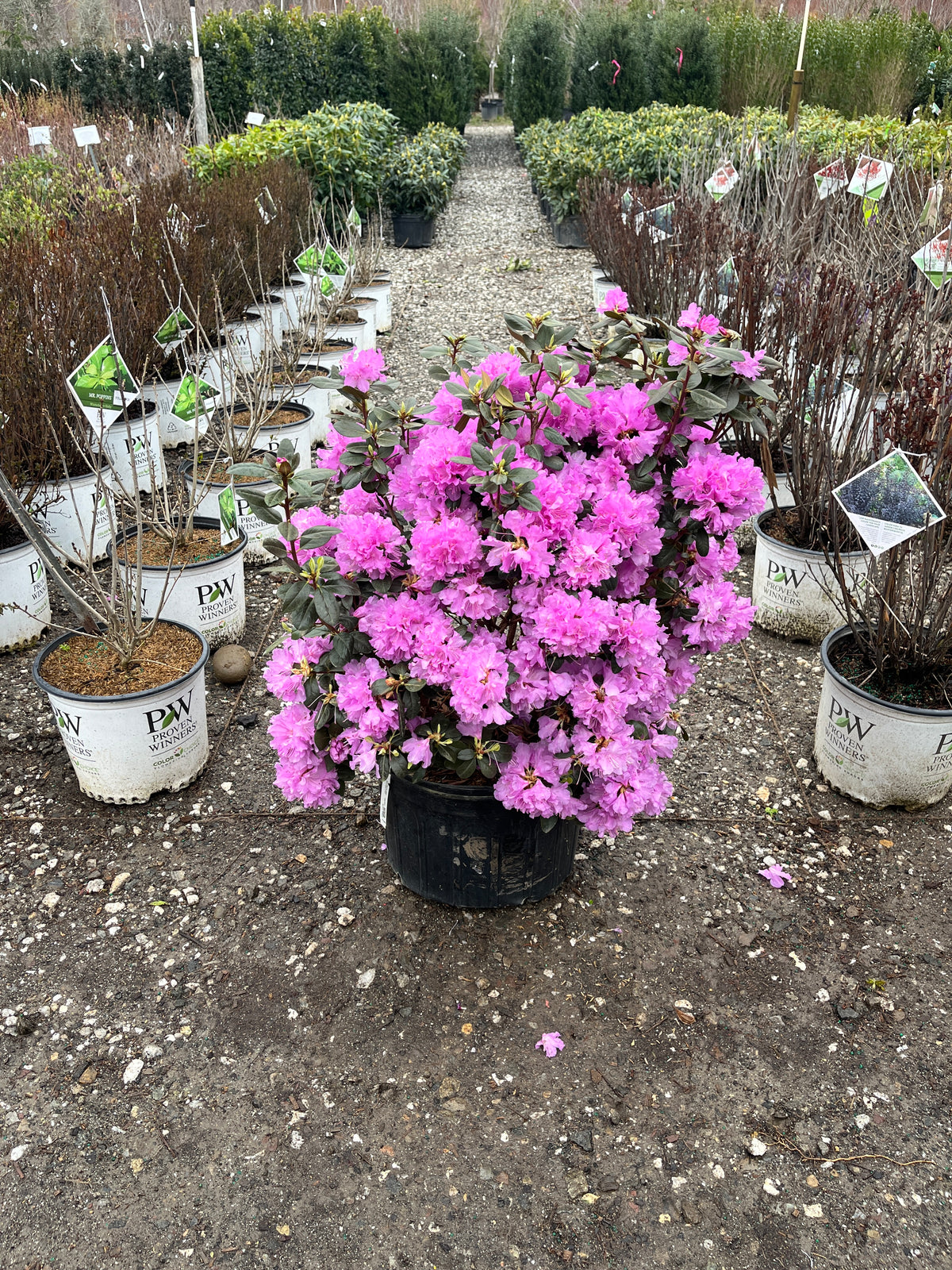 PJM Elite Rhododendron For Sale Online!