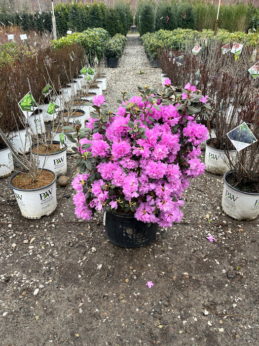 PJM Elite Rhododendron